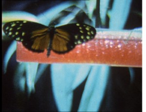 Schmetterlinge-1